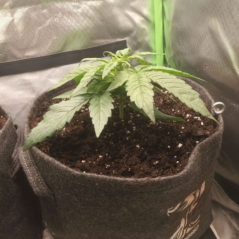 Auto Cinderella Jack growlog timeline photo