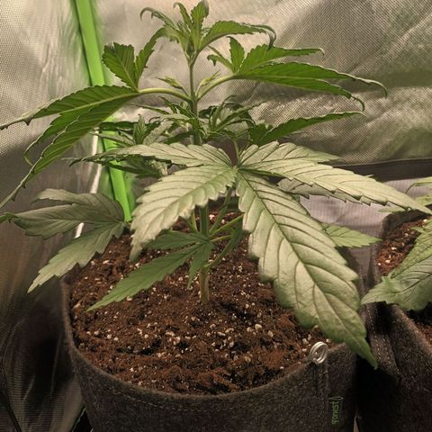Strawberry Banana Auto  growlog timeline photo