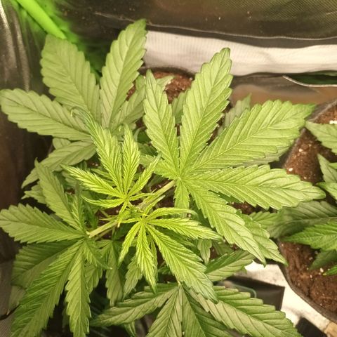 Strawberry Banana Auto  growlog timeline photo