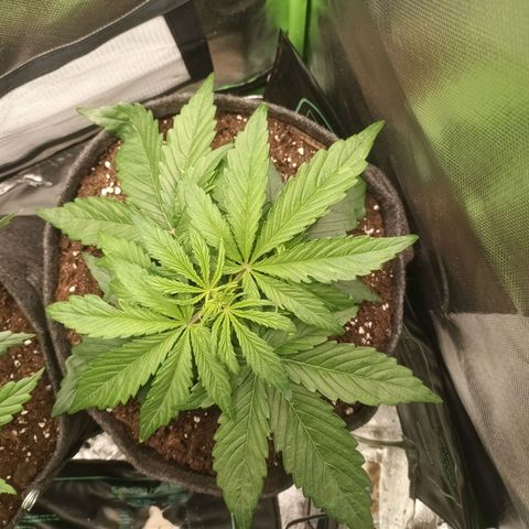 Auto Cinderella Jack growlog timeline photo