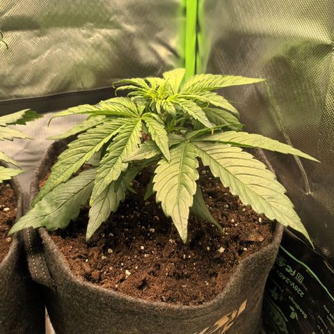 Auto Cinderella Jack growlog timeline photo