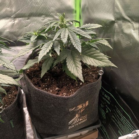 Auto Cinderella Jack growlog timeline photo