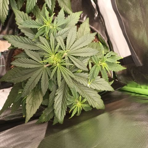 Auto Cinderella Jack growlog timeline photo