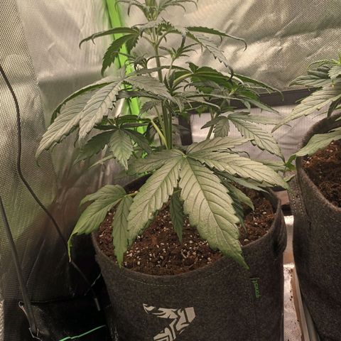 Strawberry Banana Auto  growlog timeline photo