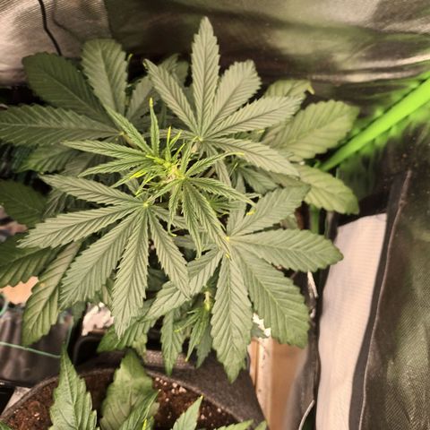Strawberry Banana Auto  growlog timeline photo