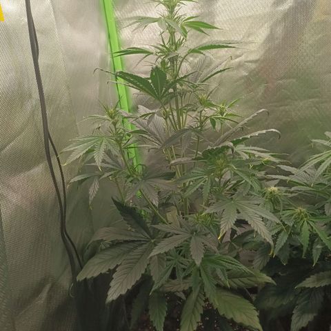 Strawberry Banana Auto  growlog timeline photo
