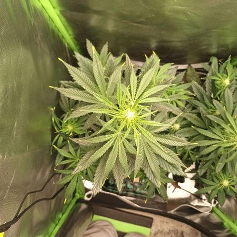 Strawberry Banana Auto  growlog timeline photo