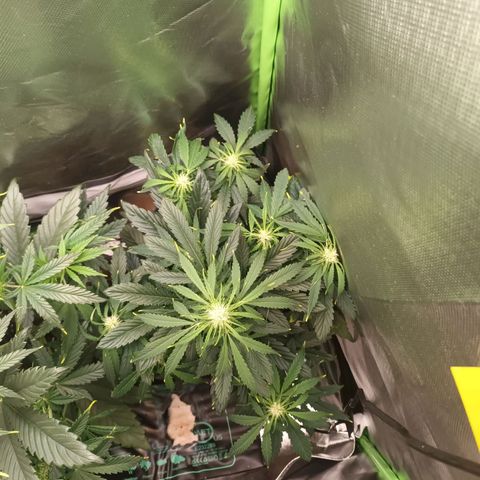 Auto Cinderella Jack growlog timeline photo
