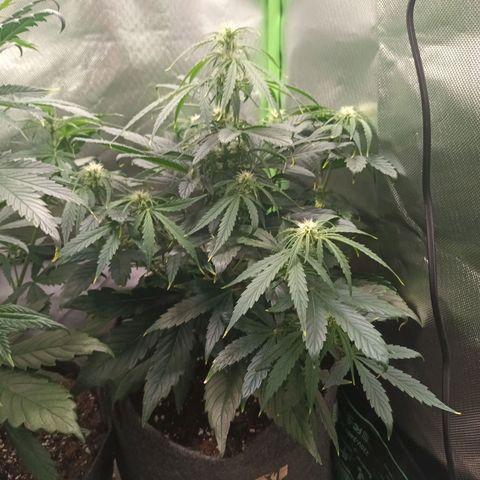 Auto Cinderella Jack growlog timeline photo