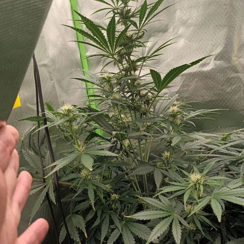 Strawberry Banana Auto  growlog timeline photo