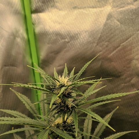 Strawberry Banana Auto  growlog timeline photo