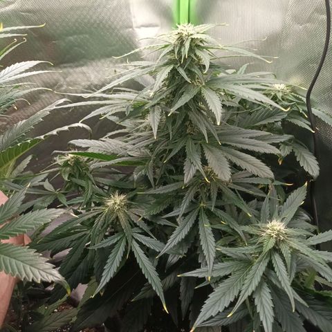 Auto Cinderella Jack growlog timeline photo