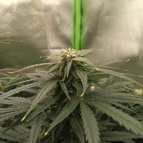Auto Cinderella Jack growlog timeline photo