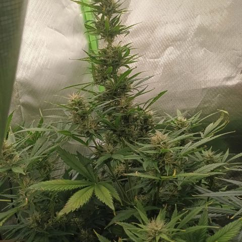 Strawberry Banana Auto  growlog timeline photo