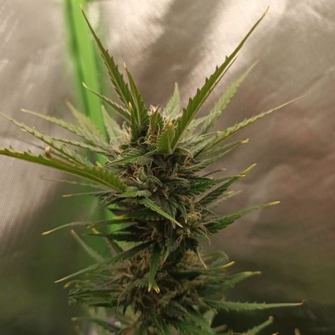 Strawberry Banana Auto  growlog timeline photo