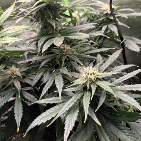 Auto Cinderella Jack growlog timeline photo