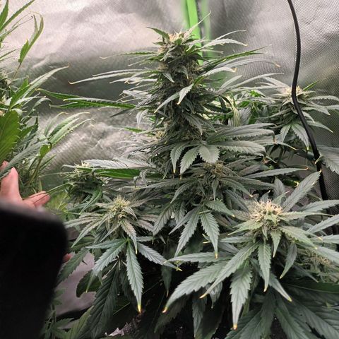 Auto Cinderella Jack growlog timeline photo