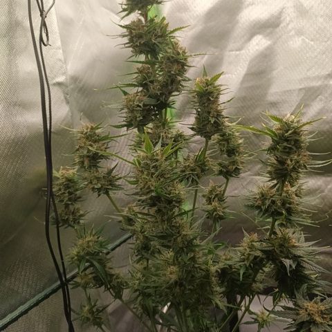 Strawberry Banana Auto  growlog timeline photo