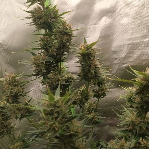 Strawberry Banana Auto  growlog timeline photo