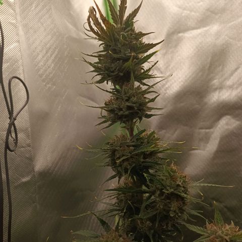 Strawberry Banana Auto  growlog timeline photo