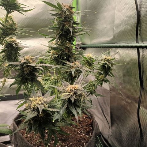 Auto Cinderella Jack growlog timeline photo
