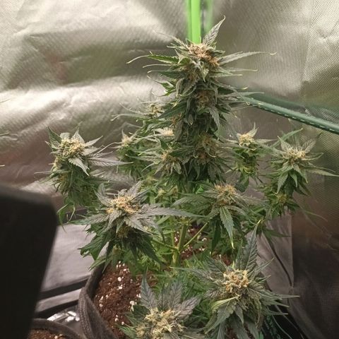 Auto Cinderella Jack growlog timeline photo