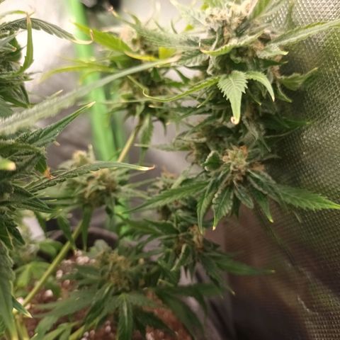 Auto Cinderella Jack growlog timeline photo