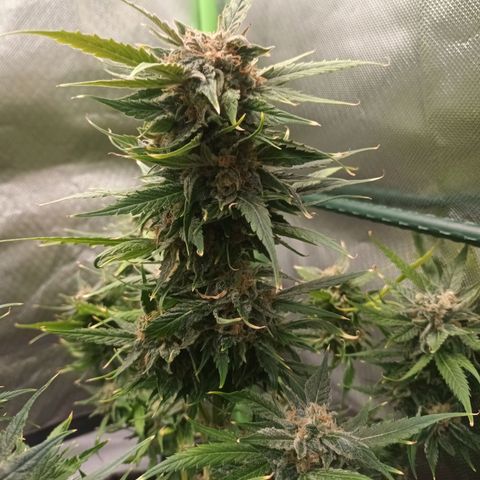 Auto Cinderella Jack growlog timeline photo