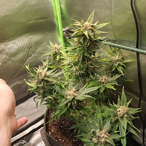 Auto Cinderella Jack growlog timeline photo