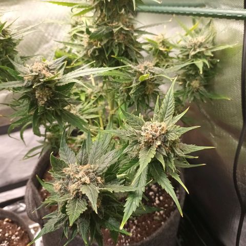 Auto Cinderella Jack growlog timeline photo