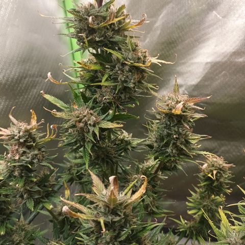 Strawberry Banana Auto  growlog timeline photo