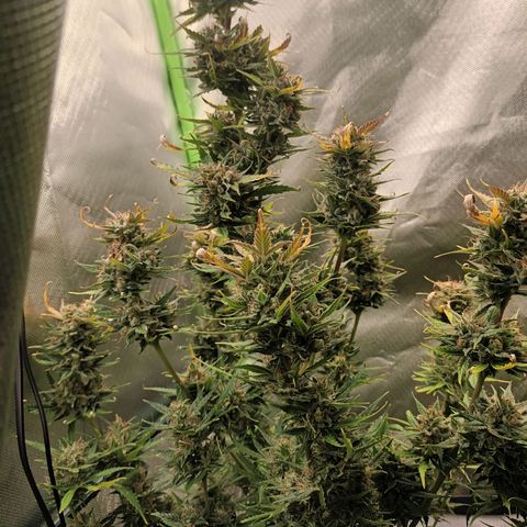 Strawberry Banana Auto  growlog timeline photo