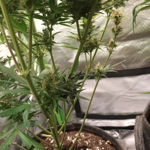 Strawberry Banana Auto  growlog timeline photo