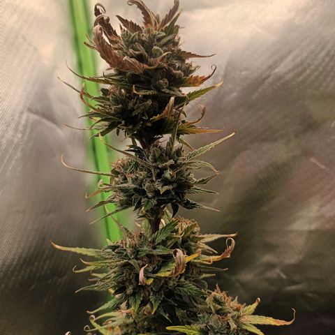 Strawberry Banana Auto  growlog timeline photo