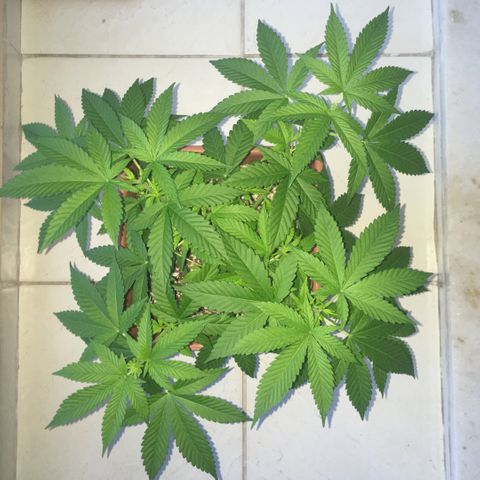 Preta1 growlog photo: Pós podas top e fim