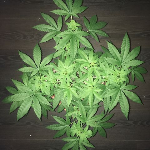 Preta1 growlog timeline photo
