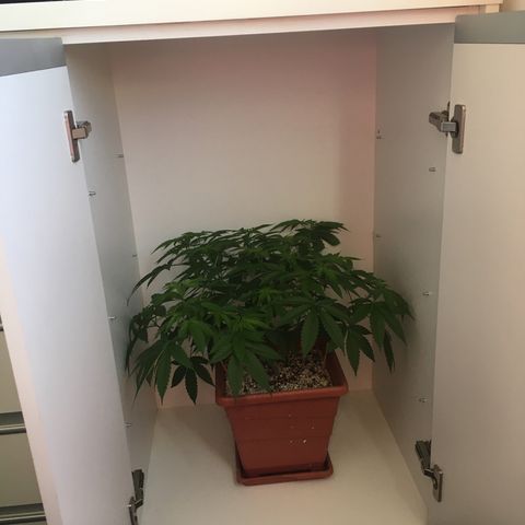 Preta1 growlog photo: Visitando futura casa