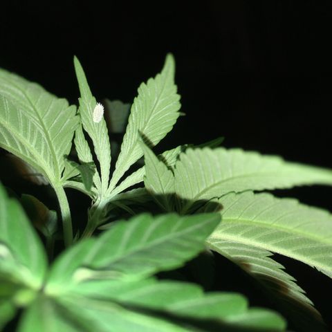 Preta1 growlog photo: Cochonilha gigante