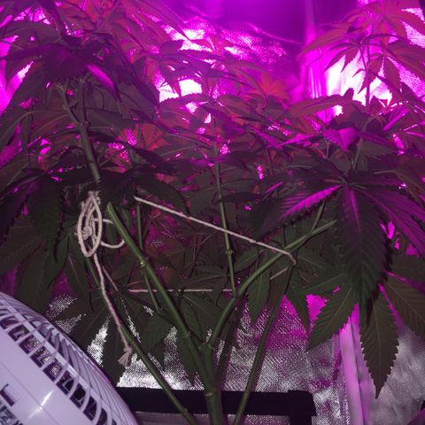 Preta1 growlog photo: Início flora