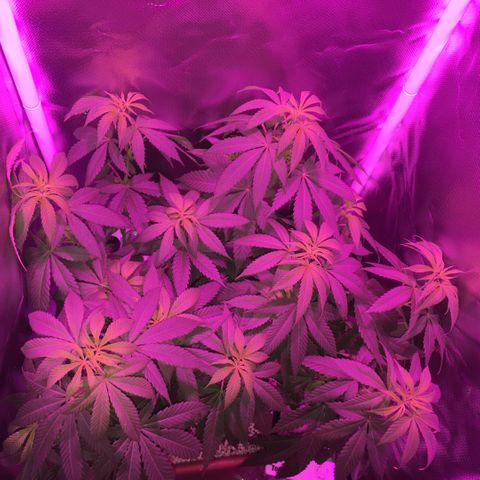 Preta1 growlog photo: Início flora