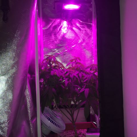 Preta1 growlog photo: Início flora