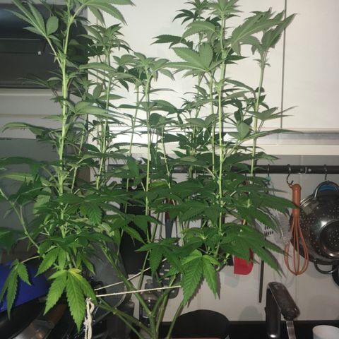 Preta1 growlog timeline photo