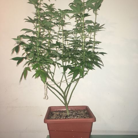 Preta1 growlog photo: Subida da iluminação 