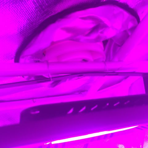Preta1 growlog photo: Subida da iluminação 