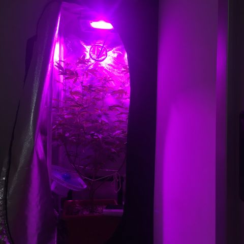 Preta1 growlog photo: Subida da iluminação 