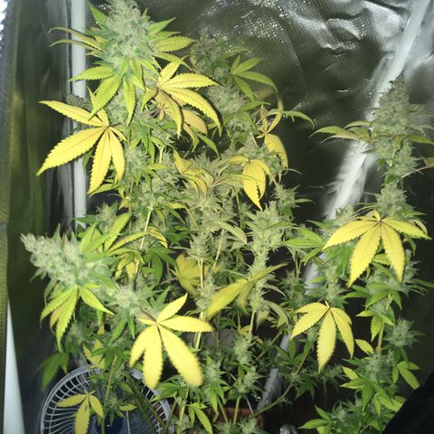 Preta1 growlog photo: Flush