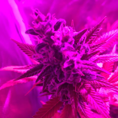 Preta1 growlog photo: Flush