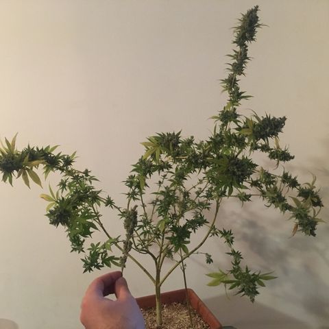 Preta1 growlog photo: Colheita