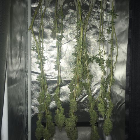 Preta1 growlog photo: Colheita