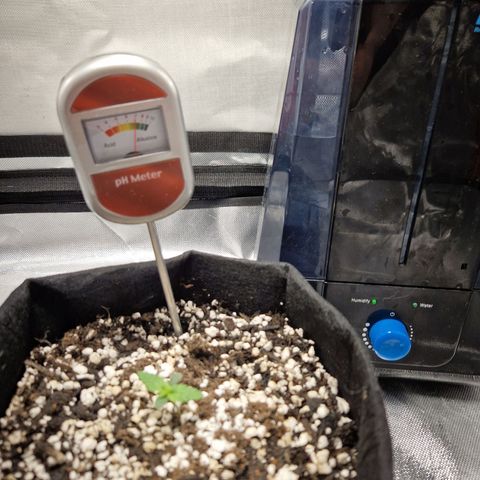 Autumn growlog photo: Starting to grow above soil. Roots seem to have taken well. No nutes yet as she hasn't needed them. 